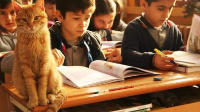 Illustration : "Pleinement intégré dans une classe d’écoliers depuis plusieurs mois, un chat est menacé d’exclusion par des parents mécontents "