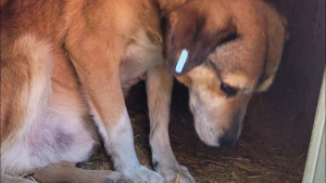 Illustration : "Après 8 ans à attendre qu’on lui tende la main, un chien réalise son vœu le plus cher"