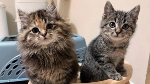 Illustration : "Arrivés en toute discrétion dans un refuge, 2 chatons découvrent la vie en famille avec une certaine appréhension"