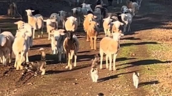 Illustration : Une vidéo insolite montrant des chats en train de guider des moutons vers leur pré fascine les internautes