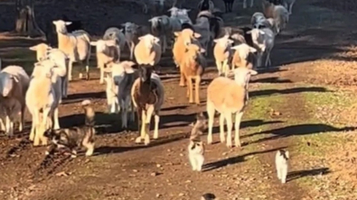 Illustration : Une vidéo insolite montrant des chats en train de guider des moutons vers leur pré fascine les internautes