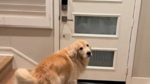 Illustration : "Tous les jours, à la même heure, ce Golden Retriever se positionne devant la porte pour célébrer le retour de son jeune propriétaire (vidéo)"