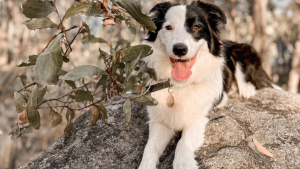 Illustration : "Après des débuts difficiles, une Border Collie et son nouveau petit frère apprennent à se connaître et transforment leur relation (vidéo)"