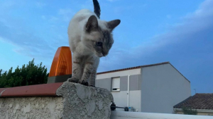 Illustration : "Des bénévoles investis dans une opération de stérilisation féline font la rencontre d’un chat au parcours bien différent"