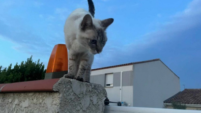 Illustration : "Des bénévoles investis dans une opération de stérilisation féline font la rencontre d’un chat au parcours bien différent"