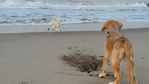 Illustration : "Un chien intervient pour aider son nouveau petit frère et lui montre qu’il peut compter sur lui (vidéo)"