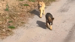 Illustration : "Alors qu’elle allait chercher le goûter pour ses collègues de bureau, une amoureuse des animaux repère la présence de 2 tout jeunes chiots errants (vidéo)"