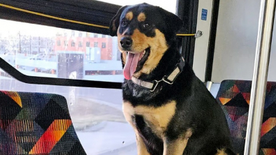 Illustration : "Lily, une croisée Rottweiler voyageant seule dans un bus, intrigue l’une des passagères"