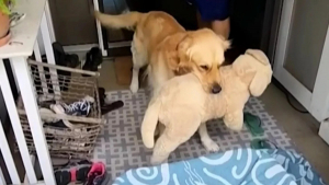 Illustration : "Un adorable Golden Retriever délaisse sa peluche préférée pour accueillir celle qu’il attendait depuis très longtemps (vidéo)"