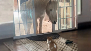 Illustration : "Une chatte laisse son ami cheval rentrer dans le salon, mais n’assume pas les conséquences (vidéo)"