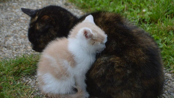 Illustration : Les habitants d’une maison retrouvent une chatte et ses petits prisonniers d’un barbecue et contactent une équipe compétente