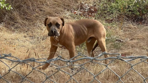 Illustration : "Seul au bord d’une autoroute, Bruce le chien errant se trouve un ami inattendu (vidéo)"