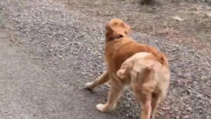 Illustration : "Un Golden Retriever déborde de joie en retrouvant sa famille après 7 mois d’absence "