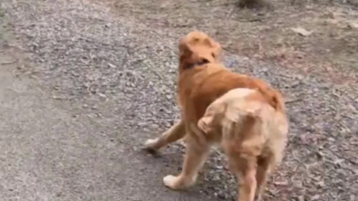 Illustration : Un Golden Retriever déborde de joie en retrouvant sa famille après 7 mois d’absence 