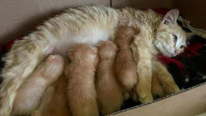 Illustration : "Une mobilisation générale se met en place pour offrir un toit à une chatte venant de donner la vie à 8 chatons "