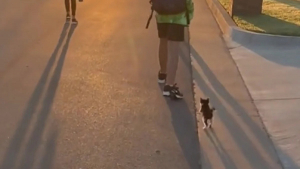 Illustration : "Tous les jours, ce chat s’applique à suivre les enfants de sa famille jusqu’au départ du bus scolaire (vidéo)"