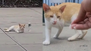 Illustration : "Rocket, un chat errant qui demandait de l’aide au passants, voit sa vie se transformer grâce à l’intervention des bonnes personnes"