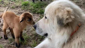 Illustration : "Une Chienne de montagne des Pyrénées attendrit les internautes en jouant un rôle de « deuxième maman » auprès de petites chèvres (vidéo)"