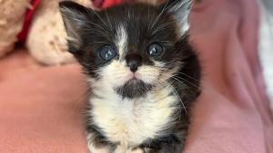 Illustration : "Le plus petit d’une portée de chatons bénéficie de l’aide essentielle d’une mère d’accueil et de son chat"