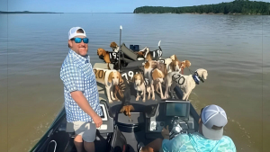 Illustration : "En balade à bord d’un bateau de pêche, un duo d’amis aperçoit une quarantaine de chiens de chasse au bord de la noyade"