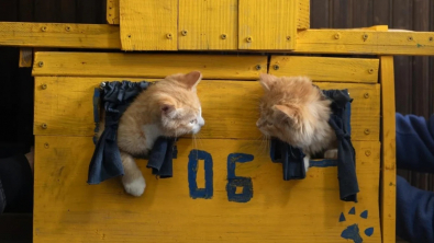 Illustration : "Un atelier ferroviaire réunit une équipe de chatons roux pour assurer la relève de sa mascotte adorée"