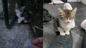 Illustration : "Choisie par le « système de distribution des chats », une jeune femme ouvre son cœur à un chaton venu devant sa porte (vidéo)"