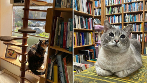 Illustration : "Dans cette célèbre librairie, des chats occupent les rayons depuis 1987 (vidéo)"