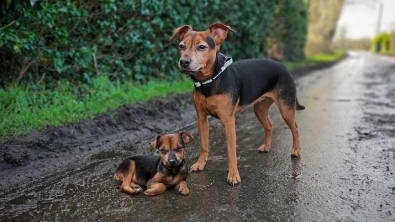 Illustration : "10 photos de chiens réunissant le chiot et l’adulte pour montrer qu’ils ont bien grandi"