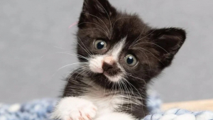 Illustration : "Un chaton doué d’une résilience fascinante s’apprête à grandir dans de bonnes conditions grâce à un entourage humain et félin bienveillant"