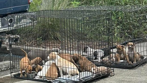 Illustration : "Dans un contexte tendu, un refuge accueille en urgence 16 chiots abandonnés dans 2 cages devant un commerce"