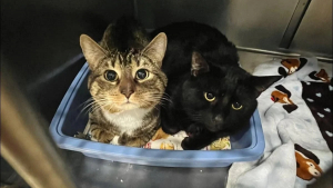 Illustration : "Ayant dans l’idée d’ouvrir sa porte à un duo de chatons, une famille se laisse séduire par les minois adorables de 2 chats adultes dans l’attente d’une foyer"