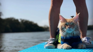 Illustration : "Un Maine Coon partage tout avec ses propriétaires, y compris leur passion pour les sports nautiques et aquatiques (vidéo)"