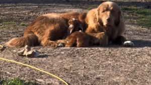 Illustration : "Cette chienne de garde sévère mais douce s’est prise d’affection pour un petit chevreau (vidéo)"