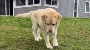 Illustration : "Ce Labrador handicapé réapprend à marcher grâce à l’amour de sa nouvelle famille (vidéo)"