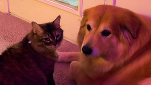 Illustration : "Un chat et un chien pourtant peu complices habituellement se serrent les coudes lors d’un orage (vidéo)"