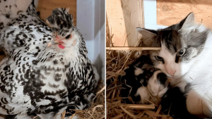 Illustration : "Une poule ayant pris exclusivement sous son aile une portée de chatons suscite l’inquiétude de sa propriétaire (vidéo)"