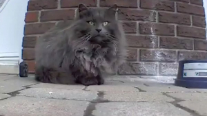 Illustration : "Un chat errant s’invite sur la terrasse d’une maison et fait la rencontre qui a changé sa vie"