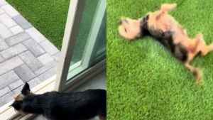 Illustration : "Ce chien senior habitué à la vie d’appartement pétille de joie en découvrant son nouveau jardin (vidéo)"