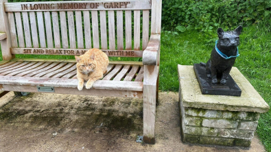 Illustration : "Un chat roux s'installe près d'un mémorial et devient une célébrité locale"