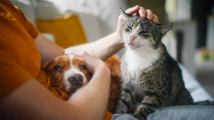 Illustration : "Animols, le nouvel outil efficace pour trouver le contrat d’assurance santé idéal pour votre animal"